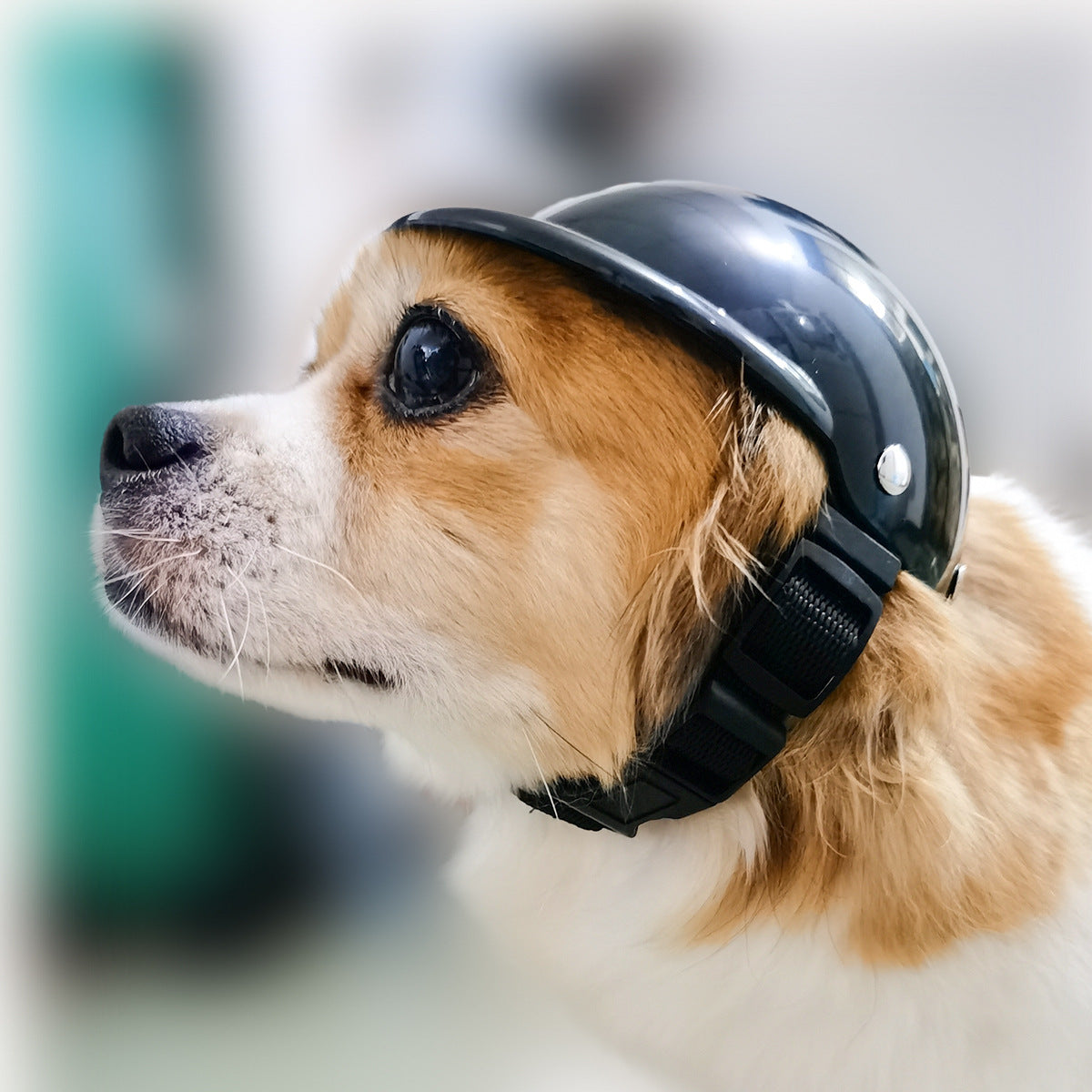 Casque de Protection pour Chien et Chat - Accessoire Moto Sécurisé